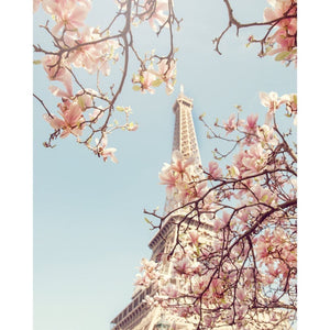 April in Paris | Magnolia Photograph - Tracey Capone Photography