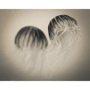 Ghostly | Jellyfish Picture-Tracey Capone Photography
