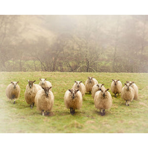 Photograph Of Flock Of Scottish Sheep | Nature Photography Tracey Capone Photography