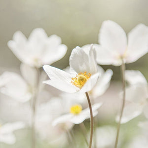 Photograph Of White Anemone Flowers | Floral Art Tracey Capone Photography