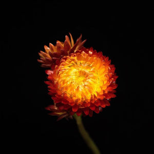 Portrait of a Red Strawflower No. 1-Tracey Capone Photography