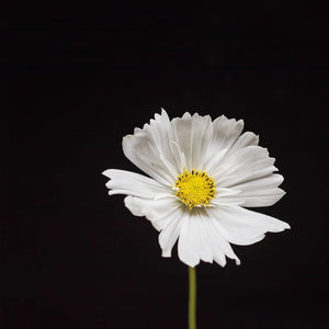 Portrait of a White Cosmos No. 1-Tracey Capone Photography