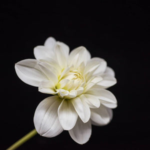Portrait of a White Dahlia No. 4-Tracey Capone Photography