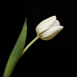 Portrait Of A White Tulip No. 1 Tracey Capone Photography