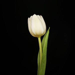 Portrait Of A White Tulip No. 2 Tracey Capone Photography