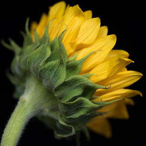 Portrait of a Yellow Sunflower No. 2-Tracey Capone Photography