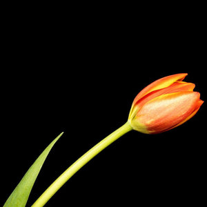 Portrait of an Orange Tulip No. 2-Tracey Capone Photography
