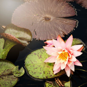 Rise Up | Pink Lotus Flower Photograph Tracey Capone Photography
