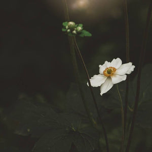 Seek the Light | White Anemone Flower-Tracey Capone Photography