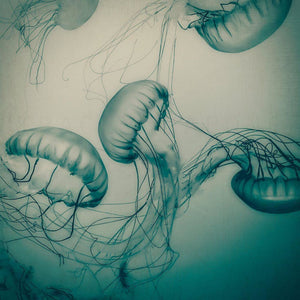 The Dance | Teal Jellyfish Photograph-Tracey Capone Photography