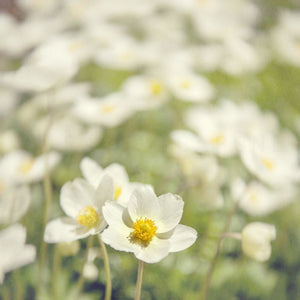 White Anemones | Pictures Of Flowers Tracey Capone Photography