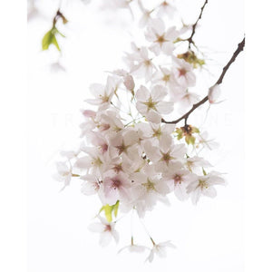 White Cherry Blossoms No. 1 | Flower Photograph Tracey Capone Photography