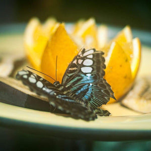 Citröen | Blue & White Butterfly-Tracey Capone Photography