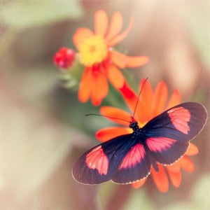 Color Pop | Pink & Black Butterfly-Tracey Capone Photography