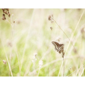 Papillon | Butterfly in Prairie Grass-Tracey Capone Photography