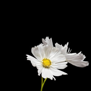 Portrait of a White Cosmos No. 2-Tracey Capone Photography