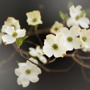 Stand Out | Nature Photography Dogwood Flower Tracey Capone Photography
