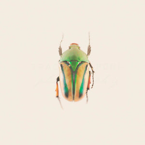 Bug No. 3 | Green & Orange Beetle-Tracey Capone Photography
