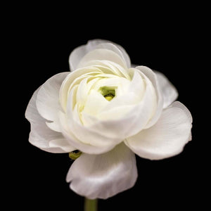 Center Light No. 2 | White Ranunculus-Tracey Capone Photography