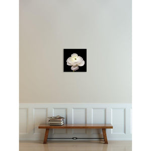 Center Light No. 2 | White Ranunculus-Wood Mounted Photograph-Tracey Capone Photography