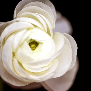 Center Light No. 3 | White Ranunculus-Tracey Capone Photography