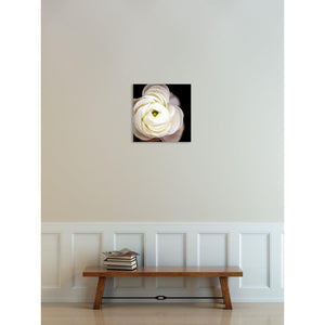 Center Light No. 3 | White Ranunculus-Wood Mounted Photograph-Tracey Capone Photography