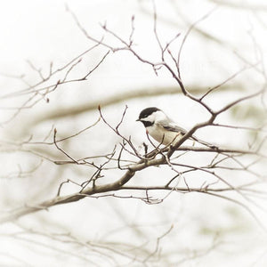 Chickadee No. 2 | Bird Photography-Tracey Capone Photography