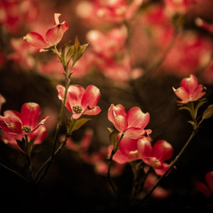 Crimson | Photograph Of Red Dogwood Flowers Tracey Capone Photography