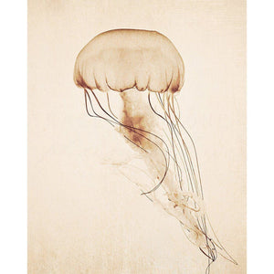 Curiosities | Jellyfish Photography-Tracey Capone Photography