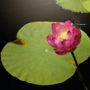 Dragonfly and the Lotus | Nature Art-Tracey Capone Photography