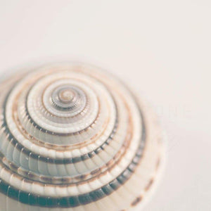 Droste | Seashell Wall Decor-Tracey Capone Photography