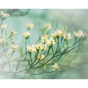 Ethereal | Yellow Dogwood Flowers-Tracey Capone Photography