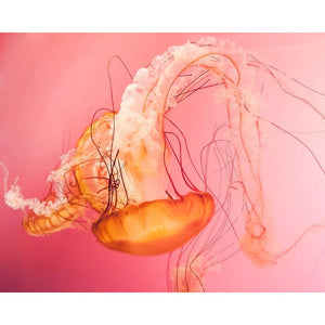 Explosions | Orange & Pink Jellyfish-Tracey Capone Photography