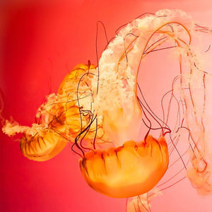 Fire | Red & Pink Jellyfish-Tracey Capone Photography