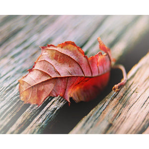 First Leaf of Fall | Red Autumn Leaves-Tracey Capone Photography