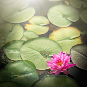 From The Darkness | Pink Lotus Picture Tracey Capone Photography