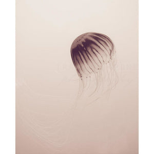 Ghost Lady | Sepia Jellyfish Picture-Tracey Capone Photography