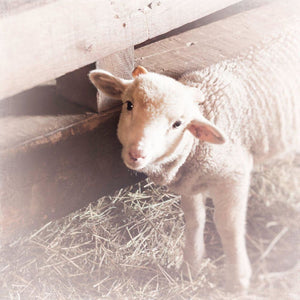 As White as Snow | Lamb Photograph - Tracey Capone Photography