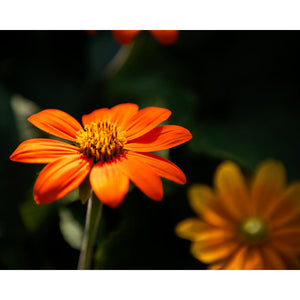 Orange Daisy Photograph | Nature Photography | Wall Art Print Tracey Capone Photography