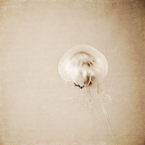 Parchment | Sepia Jellyfish Picture-Tracey Capone Photography