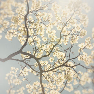 Above | White Dogwood Flowers & Blue Sky - Tracey Capone Photography