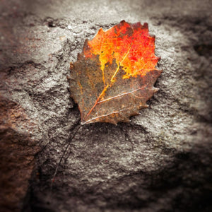 Photograph Of A Fall Leaf | Autumn Wall Decor Tracey Capone Photography