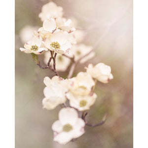 White Dogwood Photograph, Nature Photography Tracey Capone
