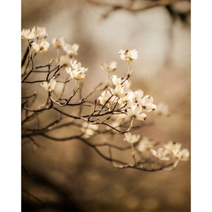 Allure | Dogwood Flowers in Spring - Tracey Capone Photography