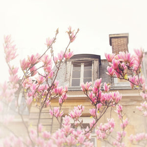 Photograph Of Pink Magnolias Is Paris | Parisian Home Decor Tracey Capone Photography