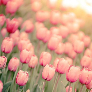 Afternoon Haze | Pink Tulips in Sunlight - Tracey Capone Photography