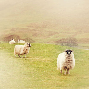 Photograph Of Sheep In Scotland | Travel And Landscape Photography Tracey Capone Photography