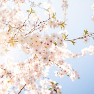 Photograph Of White Cherry Blossoms | Nature Photography Tracey Capone Photography