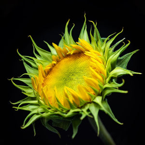 Photograph Of Yellow Sunflower In Partial Bloom | Botanical Wall Decor Tracey Capone Photography