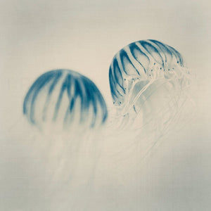 Pigment No. 2 | Nature Photography, Jellyfish-Tracey Capone Photography